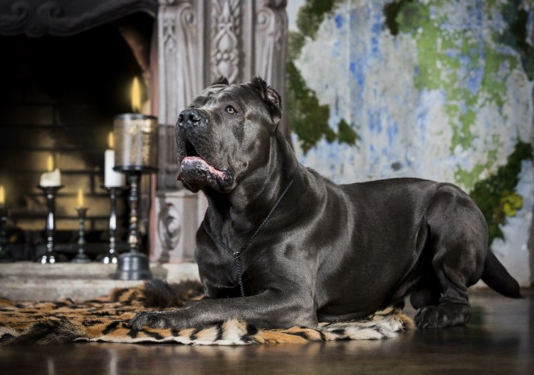 Серые собаки породы Кане Корсо