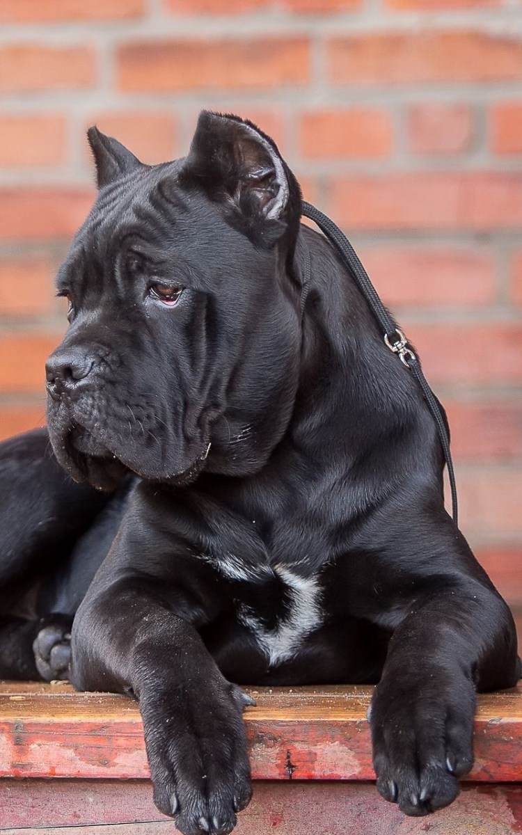 Кане Корсо (Cane Corso)
