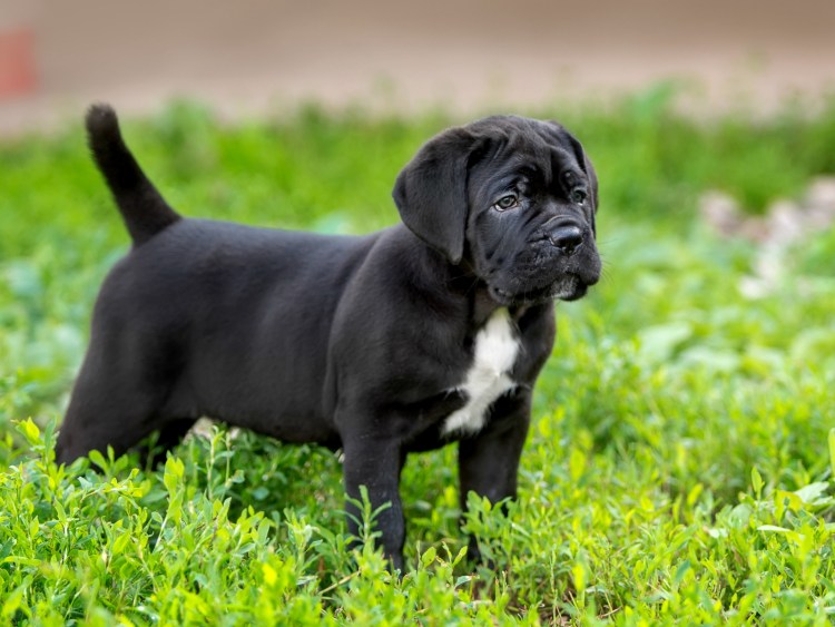 Саака породы Кане Корса щенок