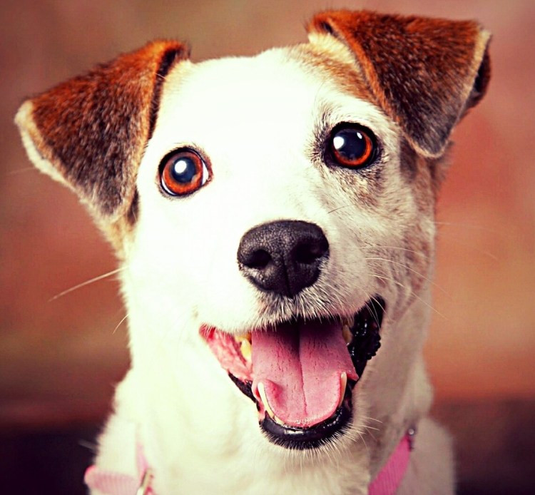 Джек Роджер терьер