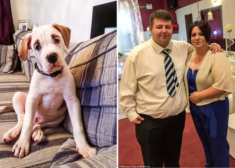 Собака вы совершите хорошую сделку