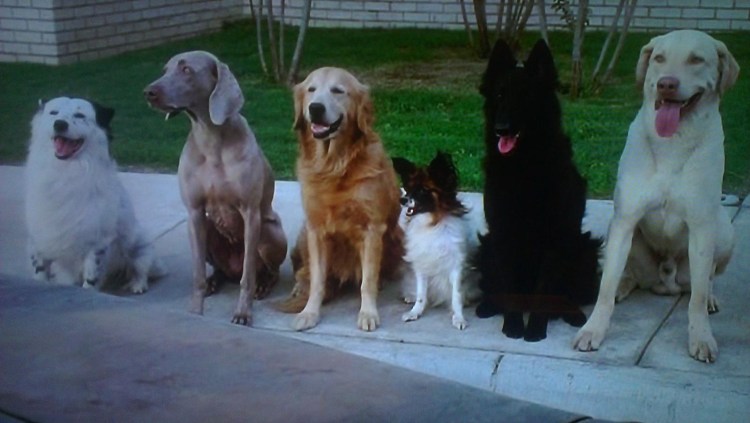 Трудный ребенок фильм собака