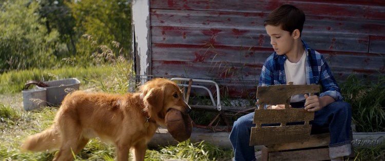 Сенбернар фильм Бетховен