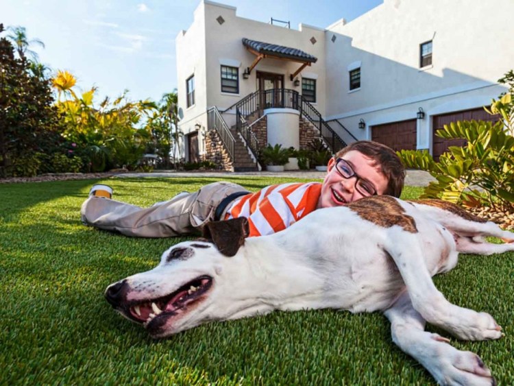 Собака из которой торчит топор