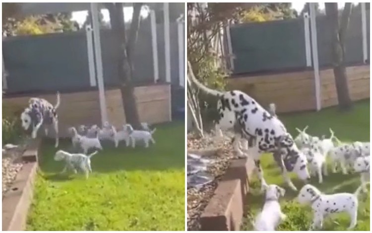 Илон Маск с собакой