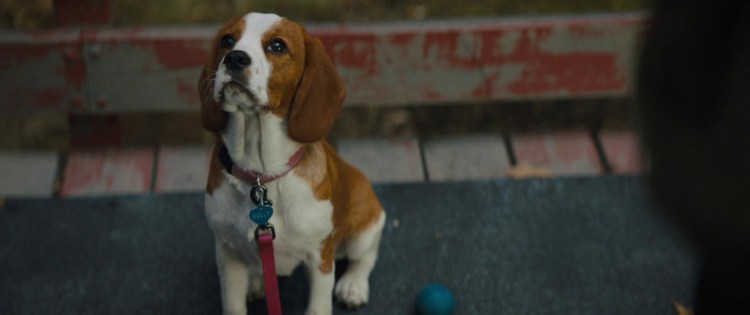 Бигль Молли собачья жизнь 2