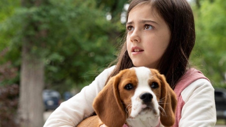 Эбби Райдер Фортсон собачья жизнь