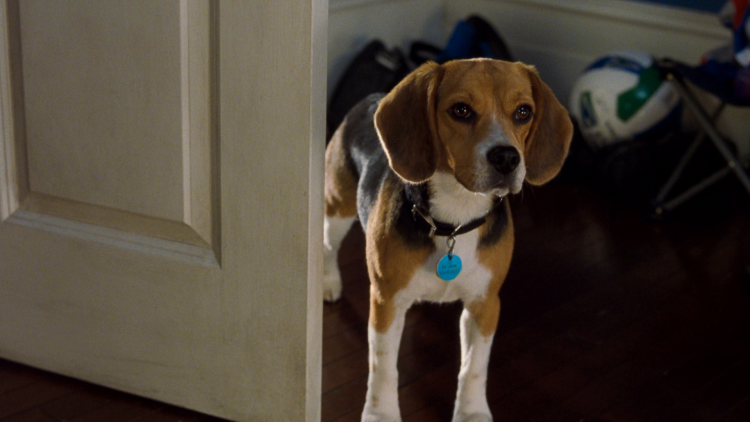 Чарльз Гродин Бетховен 2