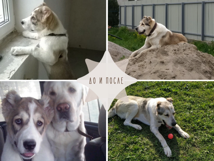 Собачья жизнь 2 Бейли