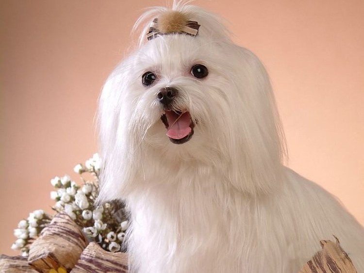 Калифорния собаки