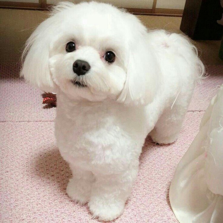 Малибу собака фото