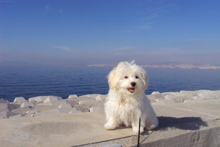 Мальтипу Мерлен