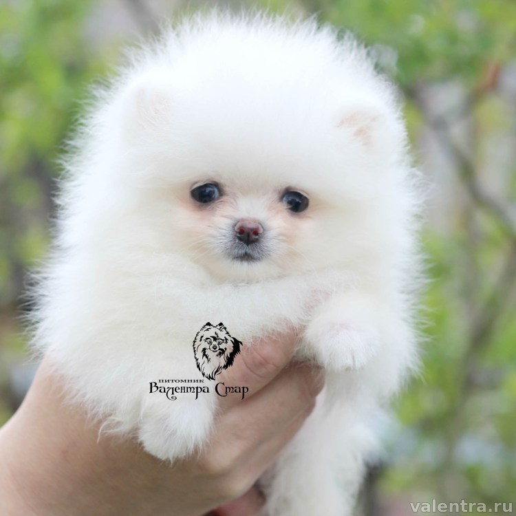 Собака Норвич терьер