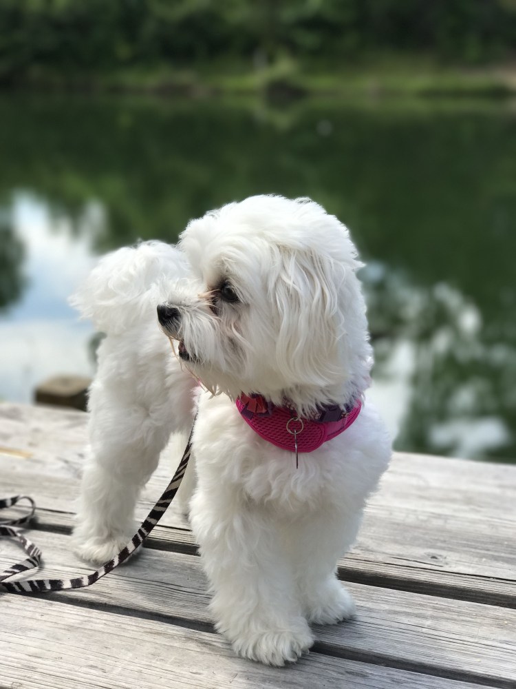 Порода мальтипу