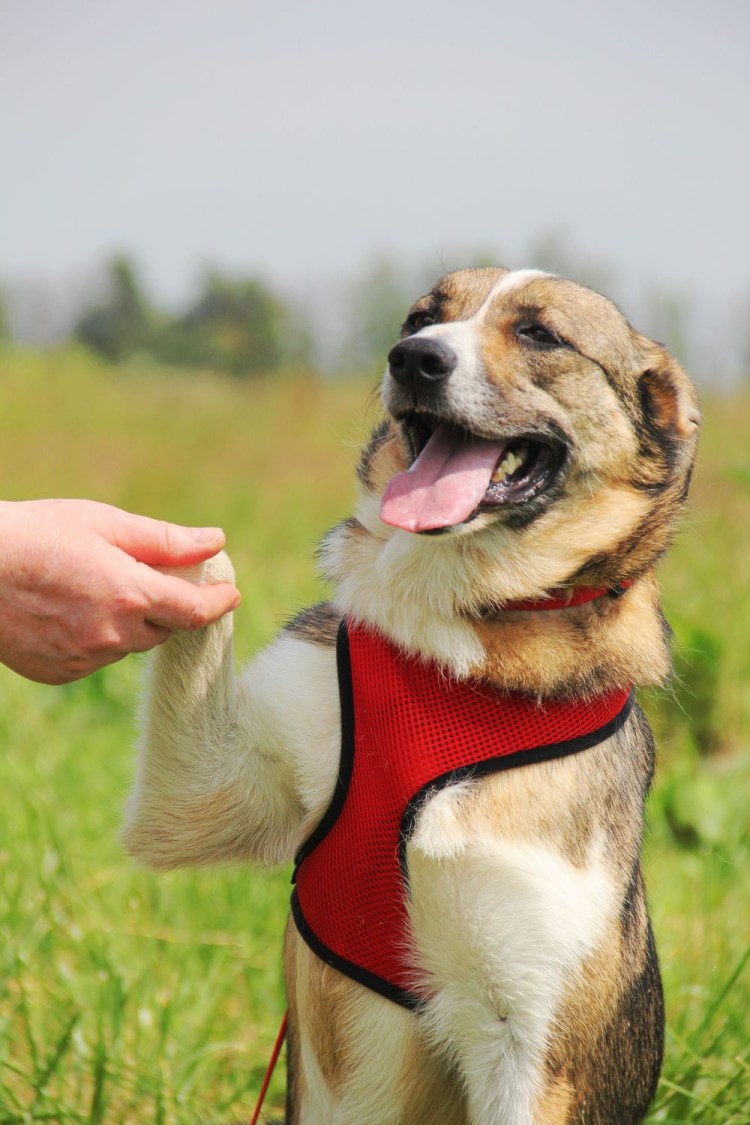 Доберман элитный