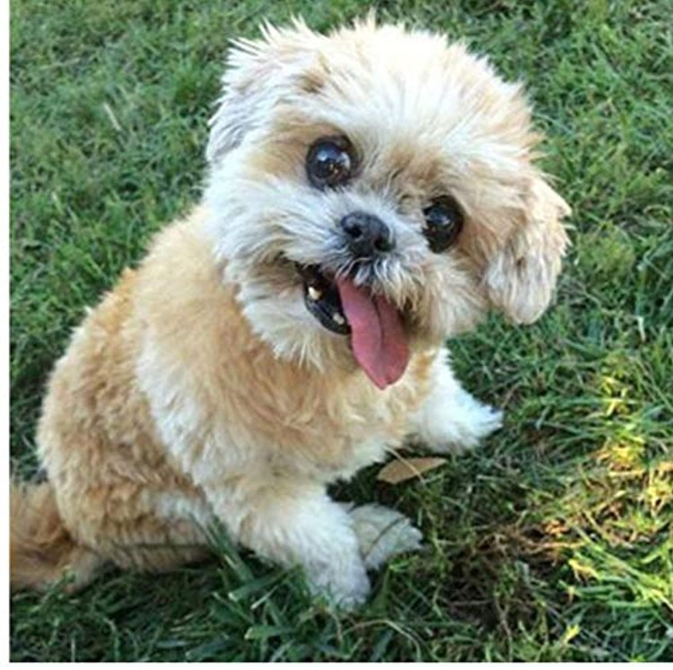 Мальтийская болонка короткошерстная