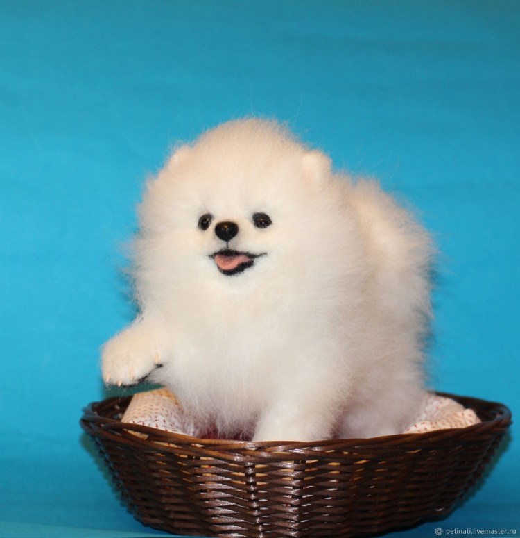 Порода Мальтийская болонка