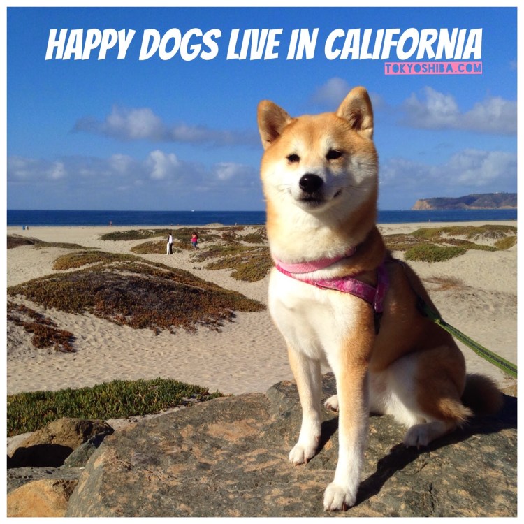 Бишон фризе