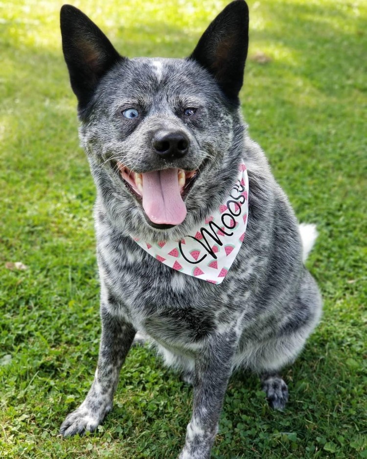 Карликовый пудель мальтипу