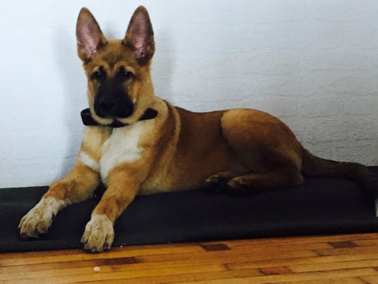 Teacup мальтипу