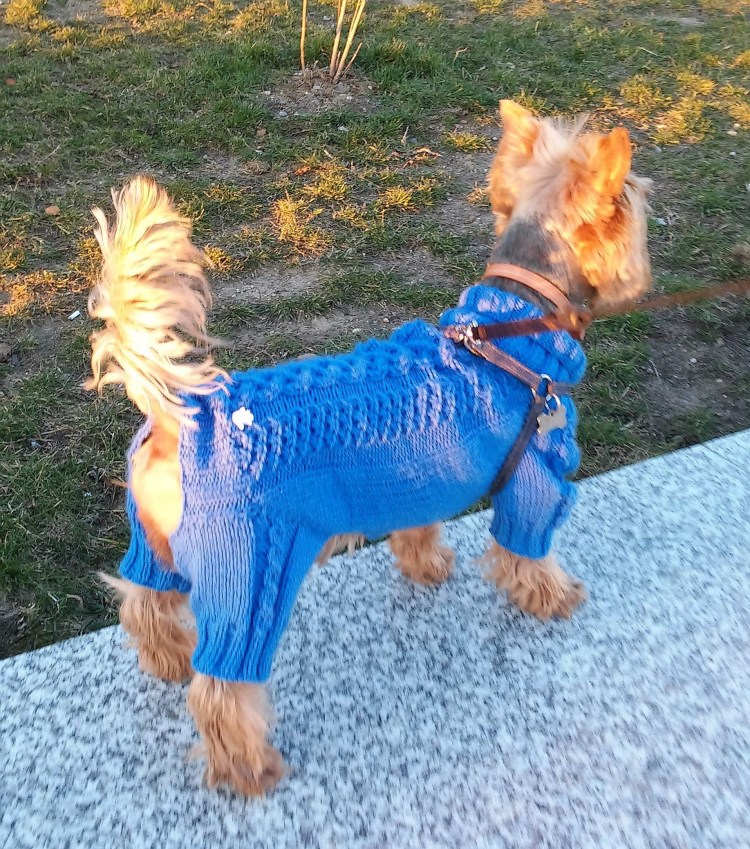 Вязаный комбинезон для собаки