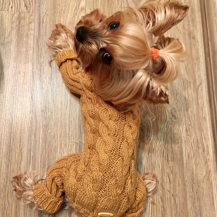 Вязаная одежда для маленьких собак