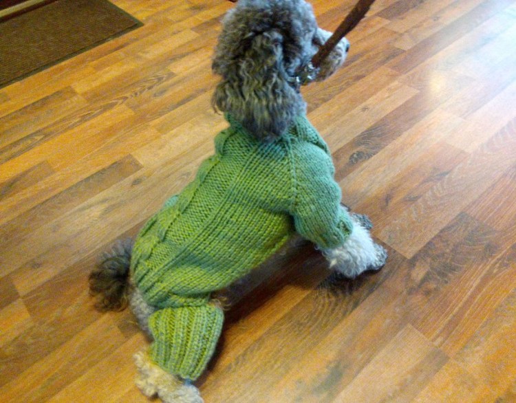 Вязаный комбинезон для собаки