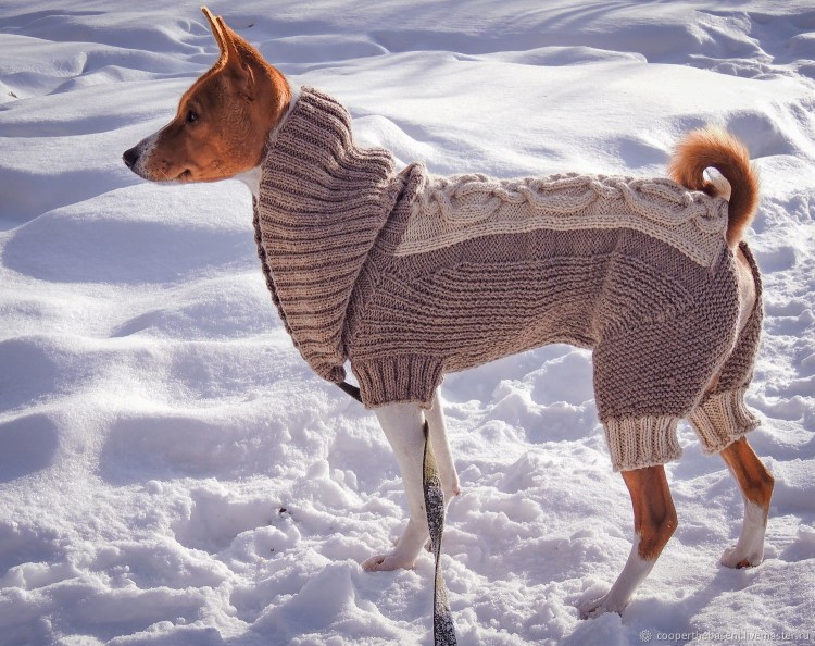 Like a Fox одежда для басенджи