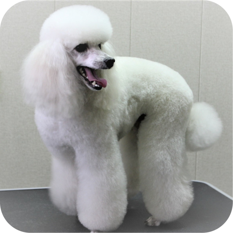 Корейская стрижка пуделя