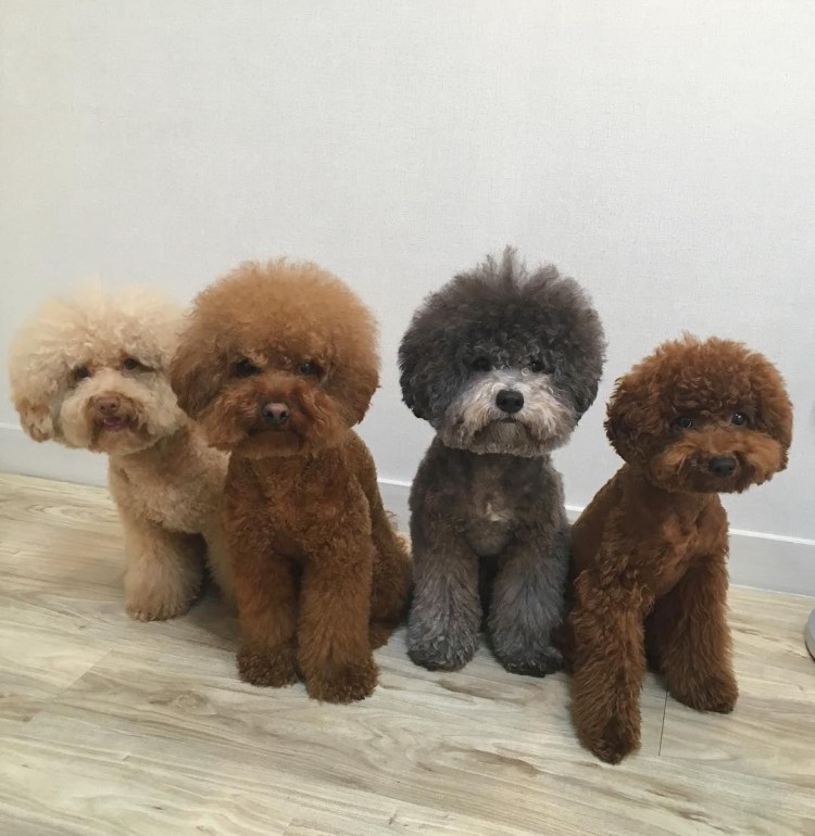 Joy-pup стрижки