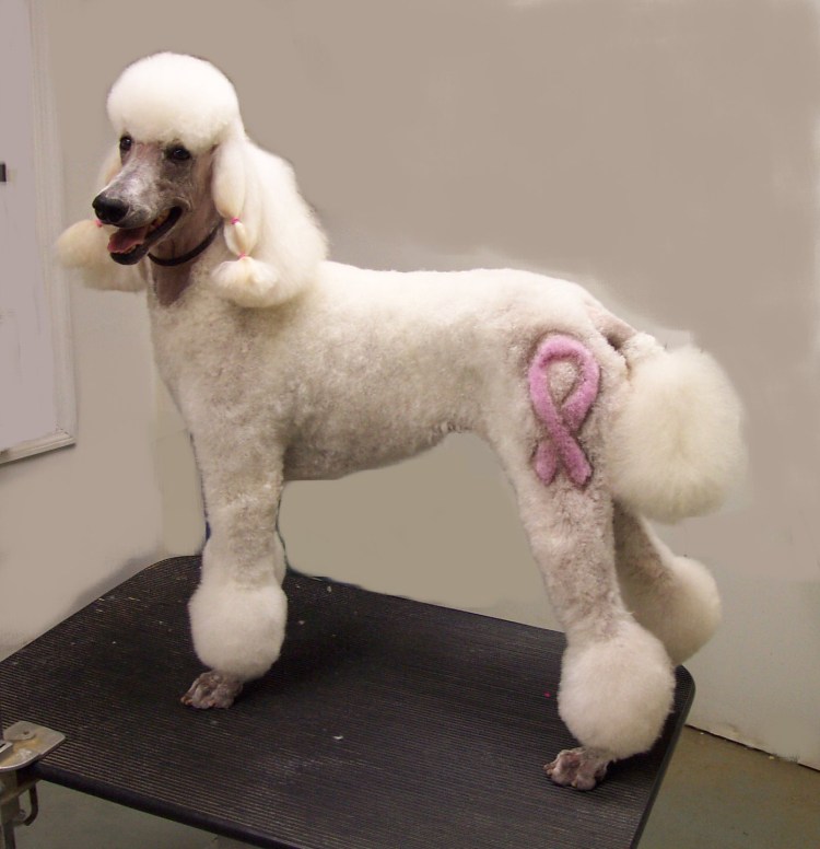 Карликовый пудель груминг