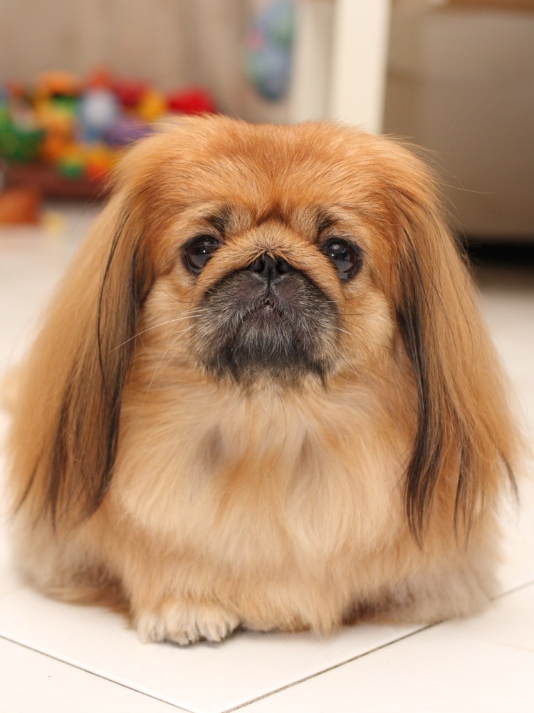 Королевский Пекинес