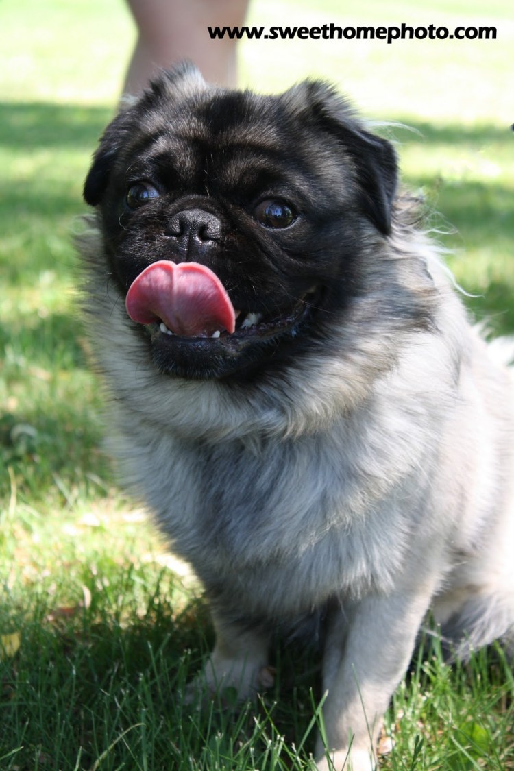 Императорский Пекинес