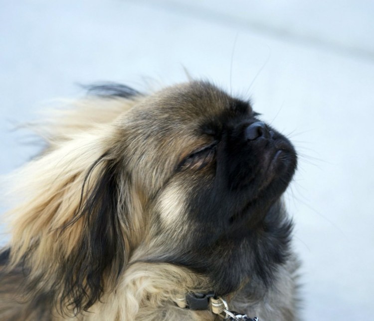 Старотипный Пекинес