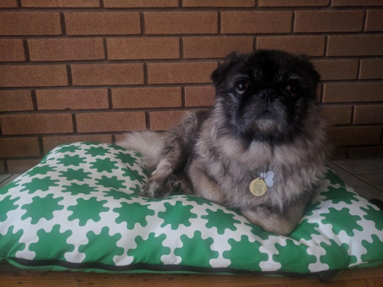 Королевский Пекинес