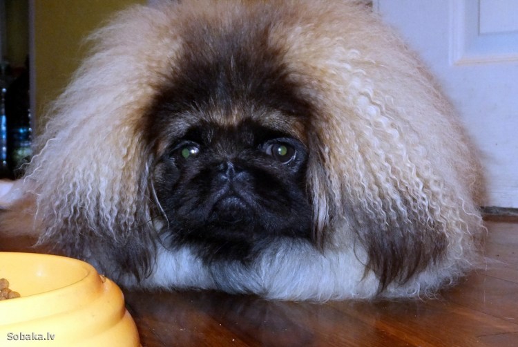 Пекинес собака Пекинес