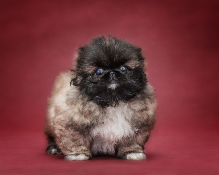 Маленькие собаки Пекинес