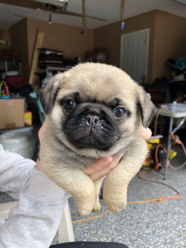 Карликовый Пекинес рыжий