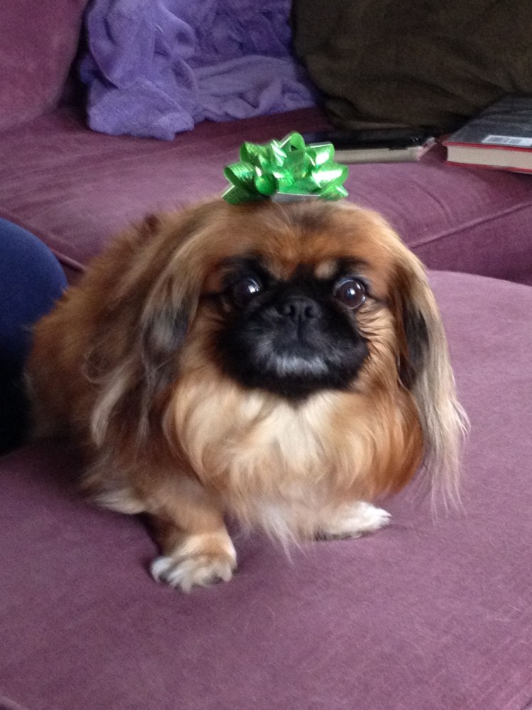 Порода собак Пекинес фото