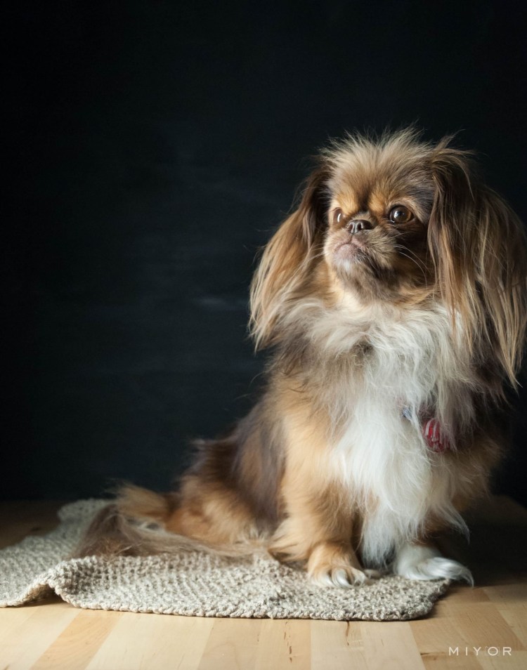 Порода собак Пекинес