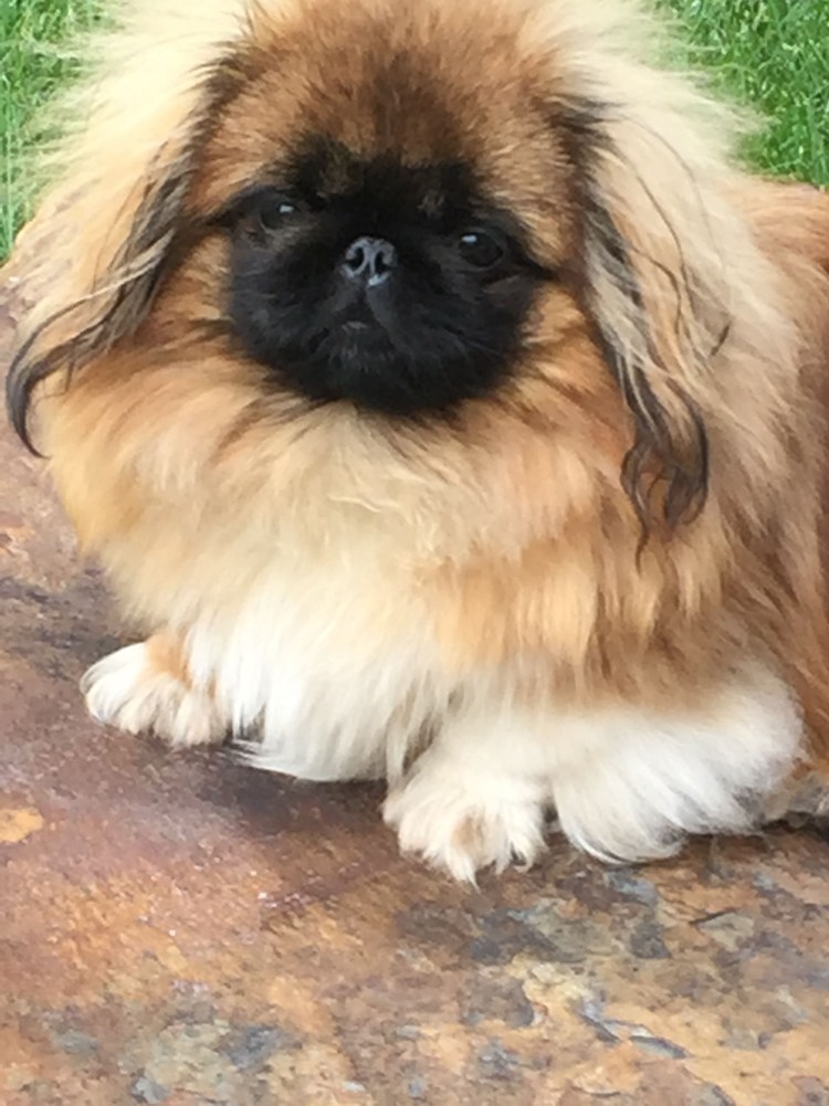 Пекинес пушистый