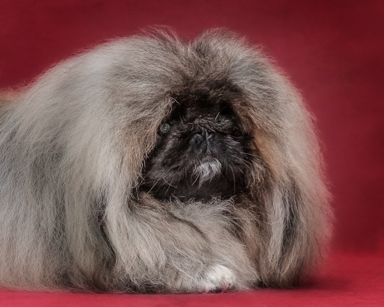 Пекинес ангорский