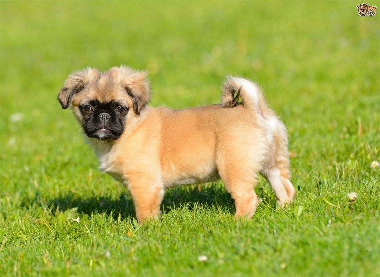 Королевский Пекинес