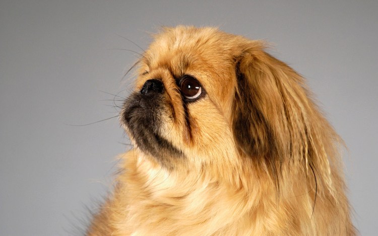 Старотипный Пекинес