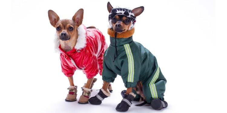 Одежда для собак