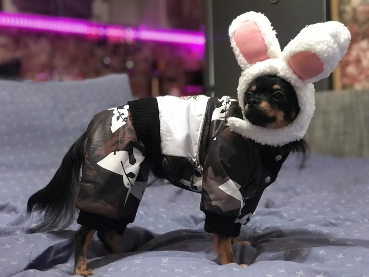 Костюм для той терьера девочки зимний