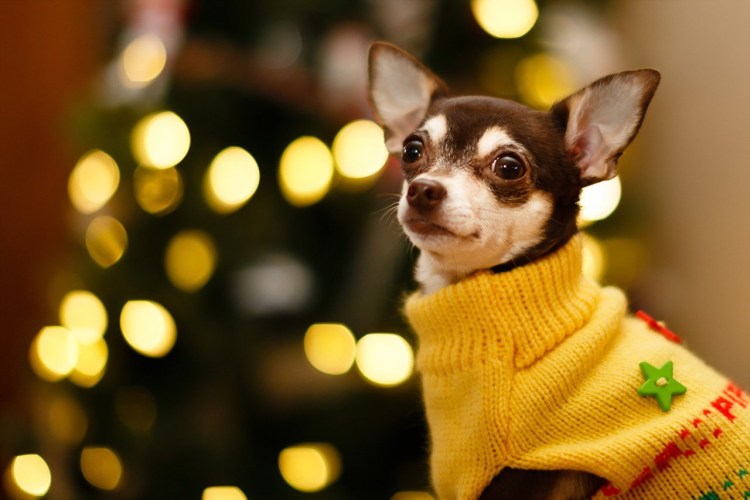 Свитер для собаки спицами Татьяна Кучерова