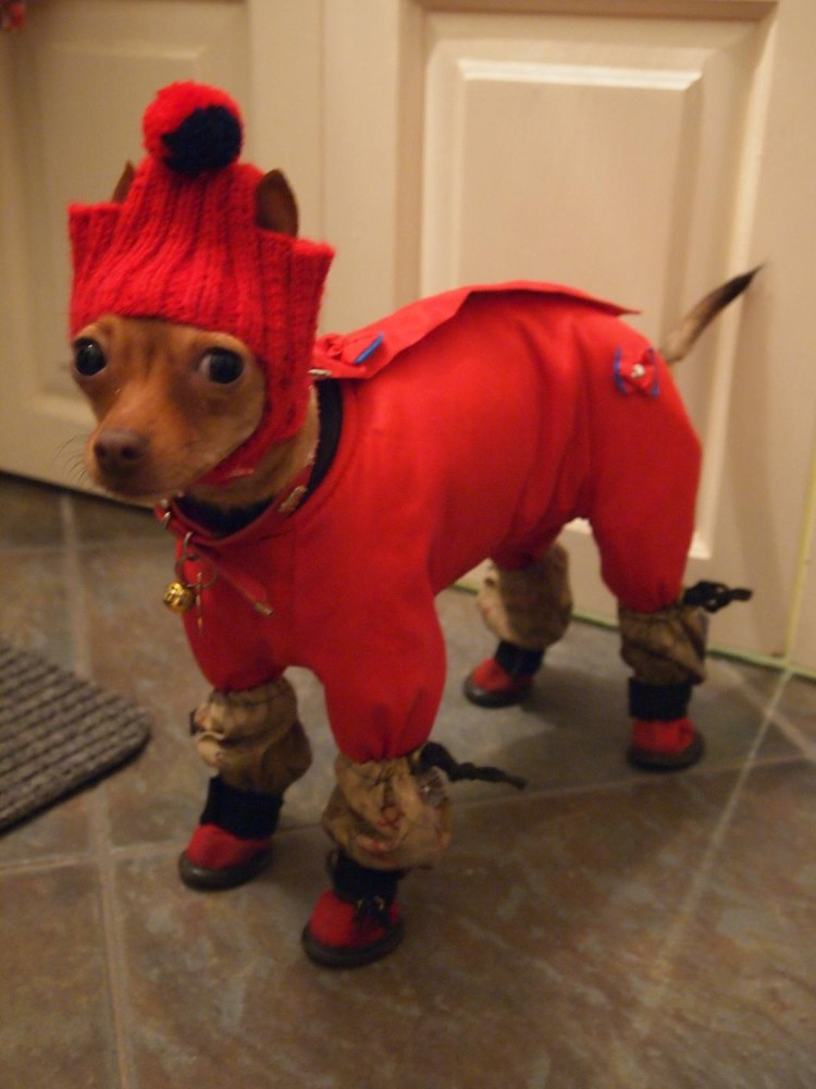 Костюм для той терьера