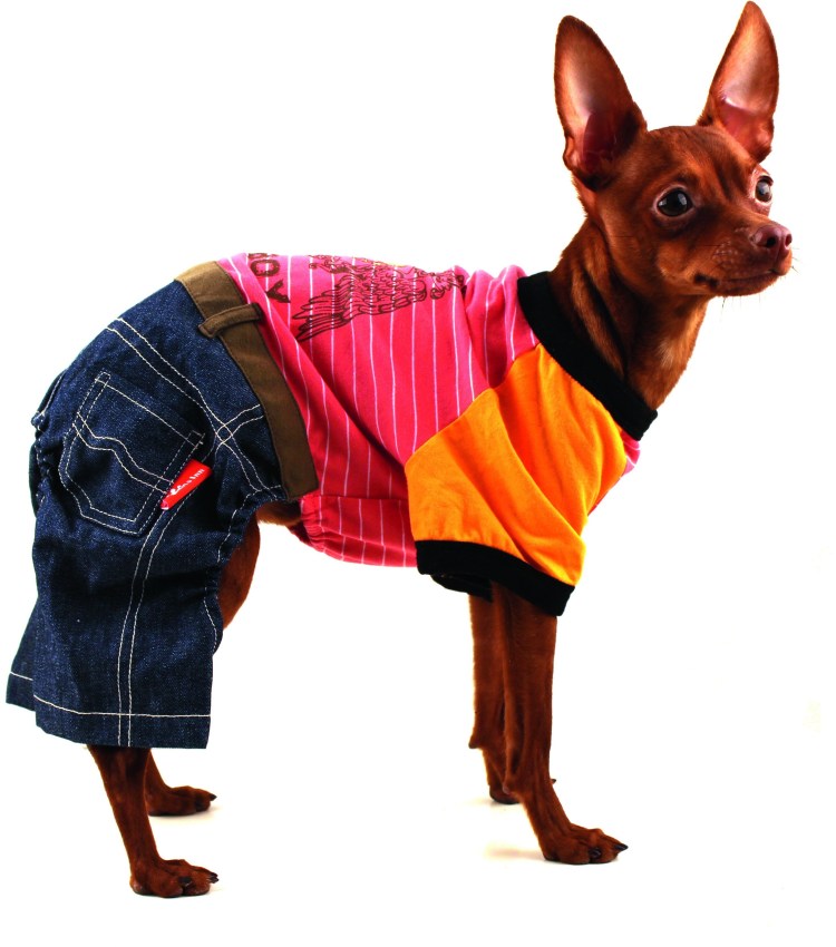 Like a Fox одежда для басенджи