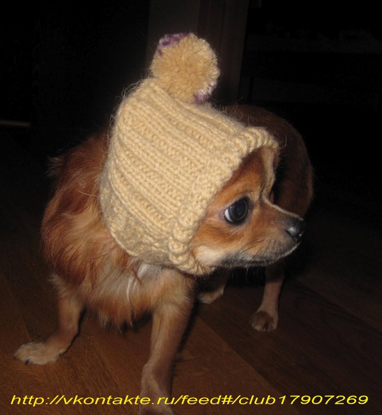 Собака в одежде на белом фоне